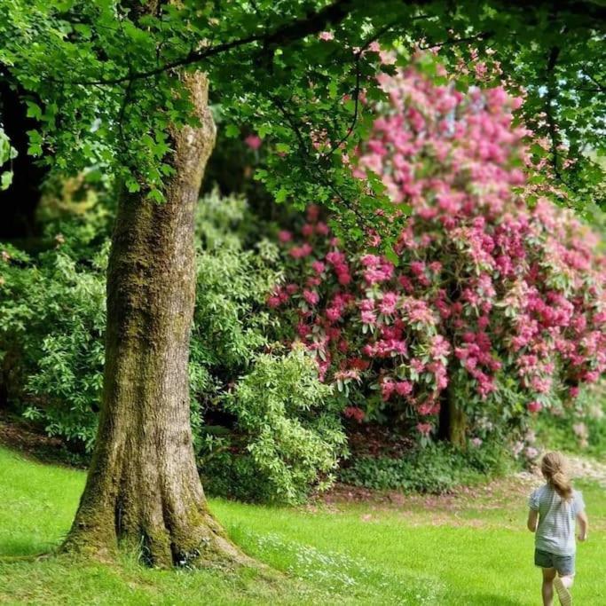 Lower Willsworthy Cottage ทาวิสต็อก ภายนอก รูปภาพ